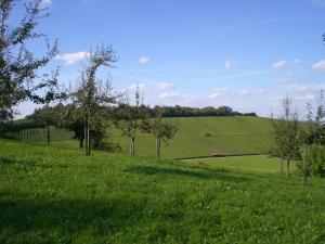 a field of green grass with trees in the distance at Pension Rose in Bretzfeld +2 photos