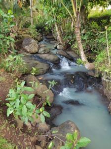 a stream of water with rocks in a forest at Indra Yoga Retreat in Selemadeg +9 photos