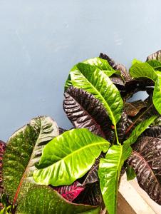 a green plant with large leaves on a table at Unique garden deluxe apartment in Trujillo