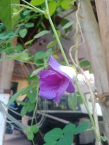 a purple flower is growing on a plant at Camiguin Island in Mahinog