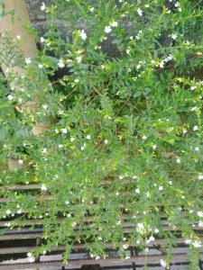 a plant with white flowers in a garden at Camiguin Island in Mahinog