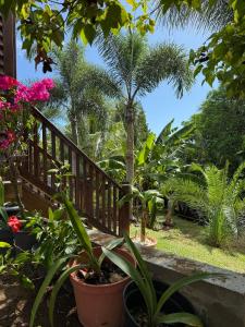 a balcony with palm trees and plants at Zabitant Lodge Éliane in Vieux-Habitants