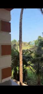 a palm tree in front of a building at Monica guest house in Varca