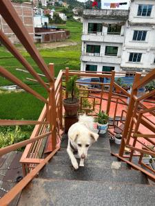 a white dog walking down the stairs of a building at Yatra Chhen in Bhaktapur
