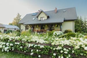 a house with a garden of white flowers at Agroturystyka u Oli in Smolany Dąb