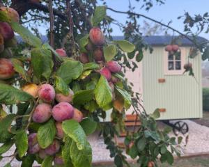 a bunch of fruit on a tree with a house in the background at Luxury Shepherds hut with wood fired hot tub on Lincolnshire Coast in Mablethorpe +20 photos