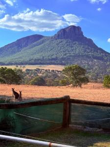 two animals standing in a field with a mountain in the background at Southern Grampians Lookout in Dunkeld