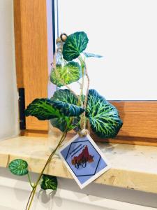 a plant sitting on a counter next to a picture at Sicily Sud-Est in Avola +28 photos