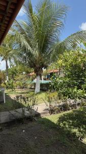 a palm tree in the middle of a park at Casa Bela in Itamaracá