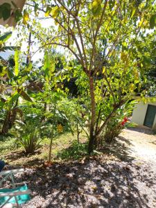 a garden with a tree with yellow fruits on it at Casa da matta in Ubatuba