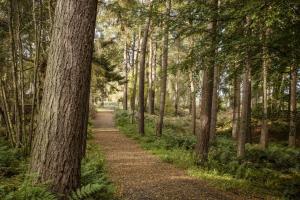 a path through a forest with trees at Mertrick in Forest Mill +4 photos