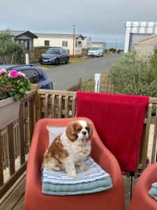a dog sitting in a chair on a balcony at Bungalow 6 personnes in Équihen-Plage