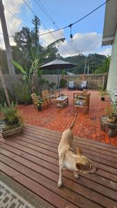 a brown dog laying on a wooden deck at Hospedaria Casa Verde in Itapoa