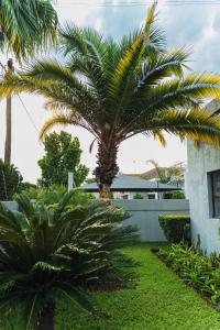 a palm tree in a yard next to a building at Tlou Luxe stay in Gaborone