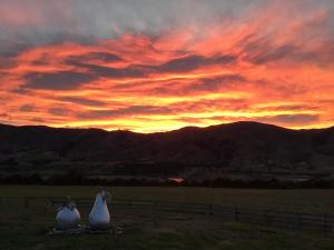 three swans sitting in a field at sunset at River and Mountain Central in Queensberry