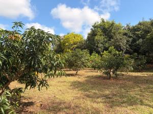 a row of trees in a field next to trees at Emerald Hotel Sigiriya in Dambulla