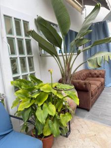 a large plant in a living room with a couch at Rooms Burjassot in Burjassot