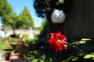 A garden outside Ambrosio Relais
