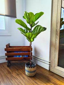 a plant in a pot sitting next to a bench at Apartamento Pena Furada in Ribadeo