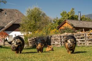 a group of three pigs walking in the grass at Meissnitzerhof in Sankt Margarethen im Lungau