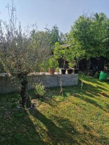 a garden with several potted plants on a wall at Casa LarisaAndrei in Bîrsău