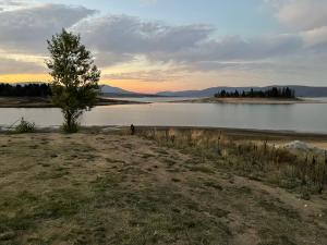 a tree sitting next to a body of water at Alpine Gables Apartment in Jindabyne