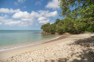 a sandy beach with trees and the ocean at Almond Tree Villa Beach Hideaway with Jacuzzi in Gros Islet