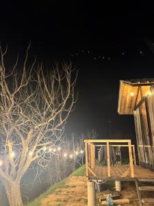 a night view of a house with a tree and lights at Cozy Forest Cabin in Tirana
