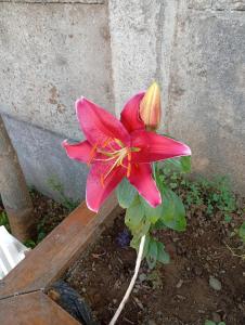 a pink flower is growing in the dirt at Casa un rincón acogedor in Temuco