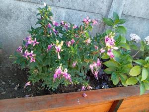 a flower box with purple flowers in it at Casa un rincón acogedor in Temuco