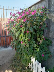 a bush of pink flowers hanging over a fence at Casa un rincón acogedor in Temuco +2 photos