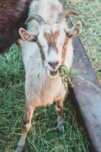 Zwierzęta zatrzymujące się w obiekcie Medny Dvor Farm Stay