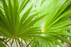 Fotografie z fotogalerie ubytování Villa Los Mangles Boutique Hotel v destinaci Ostrov Holbox