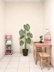a plant in a room with a table and a shelf at Ibiza house pangandaran in Pangandaran