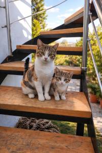two cats sitting on top of a wooden stairs at dream tiny house & luxury tent in Chania