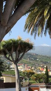 a palm tree with a view of a city at Holiday Feel - La Orotava in La Orotava
