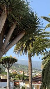 a group of palm trees with a city in the background at Holiday Feel - La Orotava in La Orotava