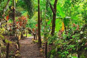 a path in the middle of a forest with plants at Las Catalinas Ecológicas (El Maizal) in Antón