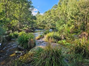 a stream in the middle of a forest at Rivendell Forest Retreat in Wilderness