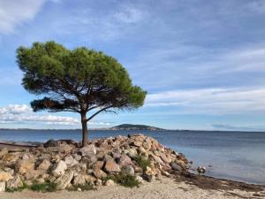 a tree on a pile of rocks next to the water at Le patio Mézois in Mèze