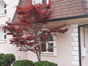 a red tree in front of a white house at Villa Acer in Novi Sad