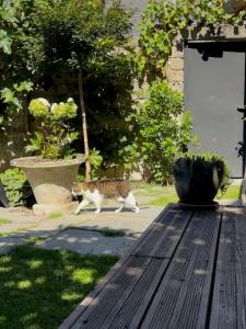 a cat walking next to a wooden table at Maison LE 2 in Solre-le-Château