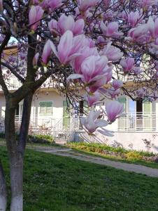 a magnolia tree in front of a building at Corte Girodo - Appartamento Viola in Rubiana