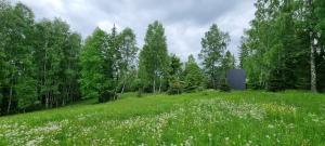 a field of grass with white flowers and trees at Casutele Anei- Aframe&Spa in Rişca