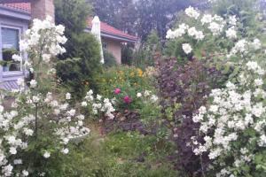 a garden with white and pink flowers in front of a house at Workers Stay - Temporary House Umeå in Umeå