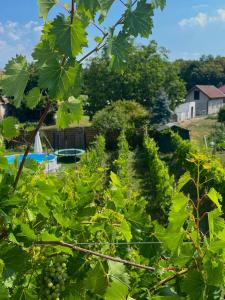 a row of green grapes in a vineyard at KUĆA ZA ODMOR "DVA SRCA" in Čeminac