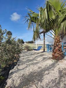 a palm tree and blue chairs on the beach at Sweet Old House in Marsala