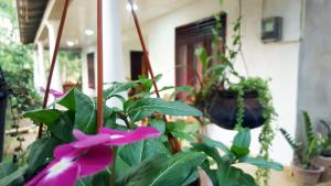 Zahrada ubytování Kassapa Home Stay