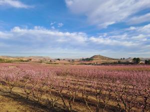 a field of pink plants with mountains in the background at Mas d'Arturo in Serós