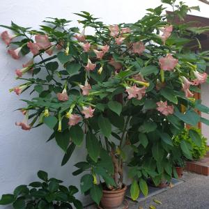 a plant with pink flowers in a pot next to a wall at Schöne Souterrainwohnung in Seeshaupt in Seeshaupt